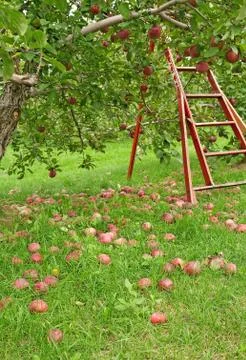 Apple season Stock Photos