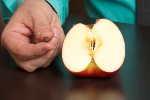 Apple seed Stock Photos