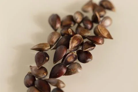 Apple seeds close up. Stock Photos