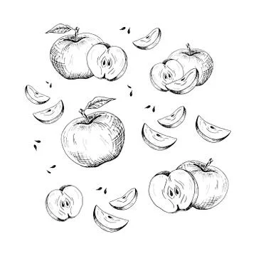 Apple set. Collection of hand-drawn black apple and apple slices, isolated on Stock Illustration