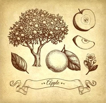 Apple set ink sketches. Stock Illustration