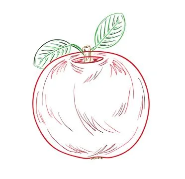 Apple sketch Stock Illustration