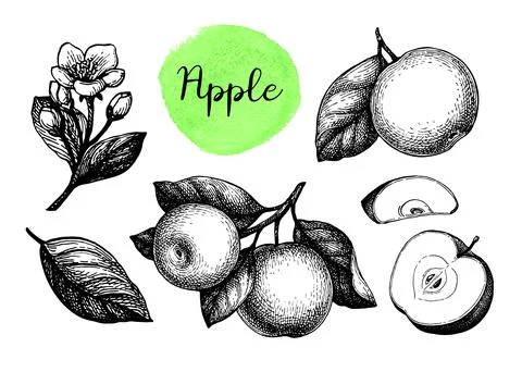 Apple sketch set. Stock Illustration