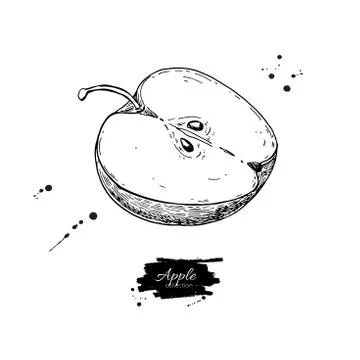 Apple slice vector drawing. Hand drawn isolated fruit. Stock Illustration