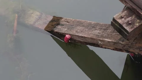 Apple Snail Egg Laying Process Stock Footage 289924570