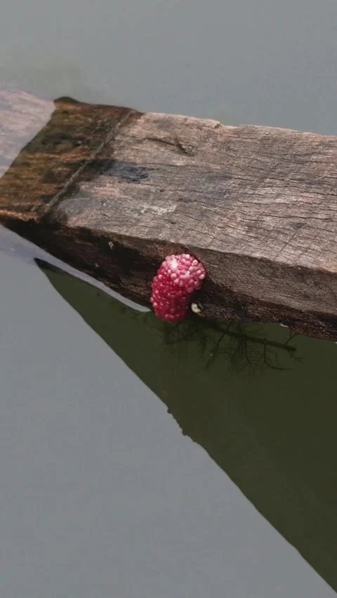 Apple Snail Egg Laying Process Stock Footage 304308185