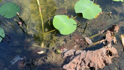 Apple Snail Eggs and Shell Beside Lotus Leaf Underwater Video stock 342596130