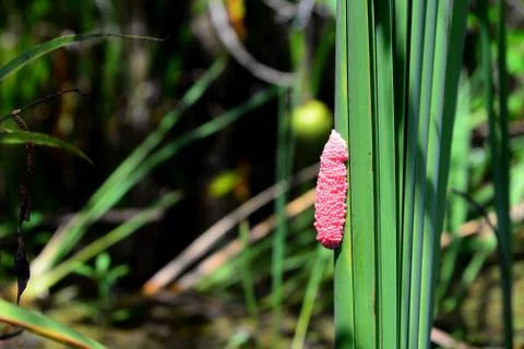Apple snail eggs Foto stock