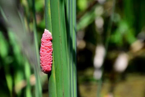 Apple snail eggs Foto stock