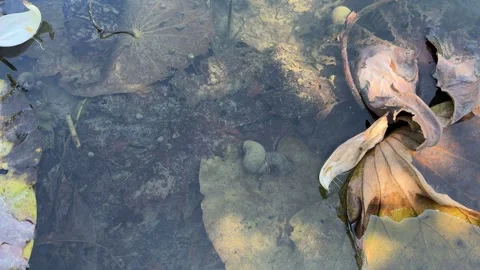 Apple Snail Resting on Decaying Lotus Leaf Underwater Video stock 342595888