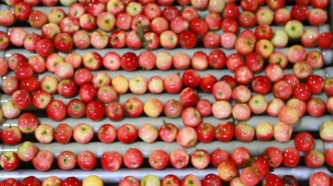 Apple sorting and packing factory 스톡 동영상 42077308