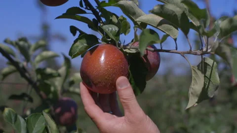 Apple sorting and packing plant Video stock 147008723