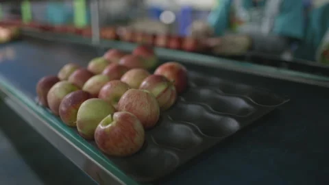 Apple sorting and packing plant Video stock 147008731