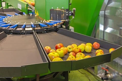 Apple Sorting Machine Stock Photos