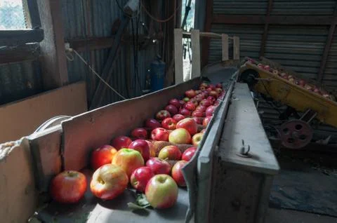 Apple sorting machine with ripe apples in a shed. Farm machinery scene Stock Photos