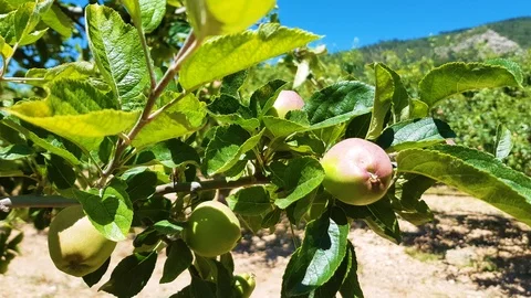 Apple spain europe Stock Footage 112943934