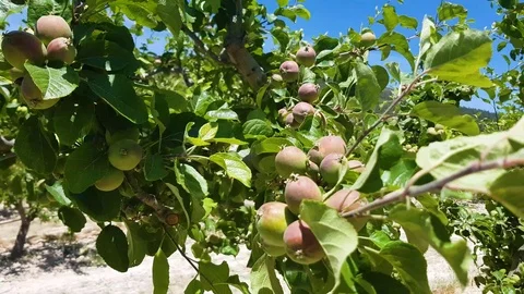 Apple spain Stock Footage 112831010