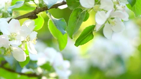Apple spring blossom closeup. Nature scene with blooming organic apple tree Stock Footage 75404655