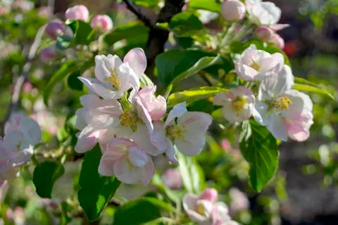 Apple in spring, blossomed apple-tree, pale-pink flowers of apple-tree Stock Photos