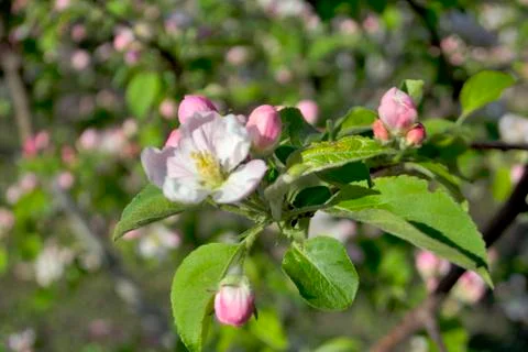 Apple in spring, blossomed apple-tree Фото