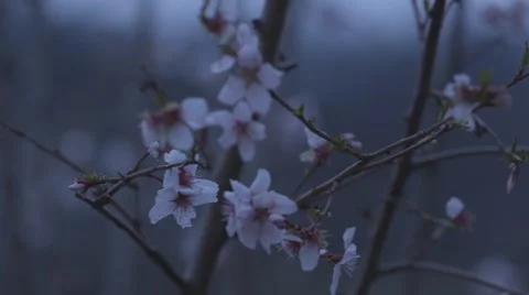 Apple spring flower Stock Footage 63208667