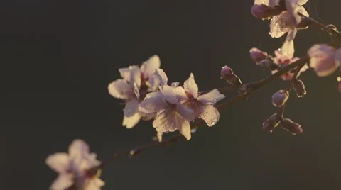 Apple spring flower in night Stock Footage 63208508
