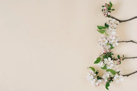 Apple spring flowers on a beige background. Flat lay, top view with copy spac Stock Photos