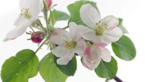 Apple Spring flowers opening. Beautiful Spring Apricot tree blossom Stock-Footage 107751366