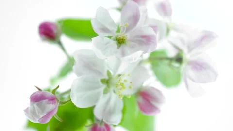 Apple Spring flowers opening. Beautiful Apricot tree blossom open timelapse Stock Footage 307792319