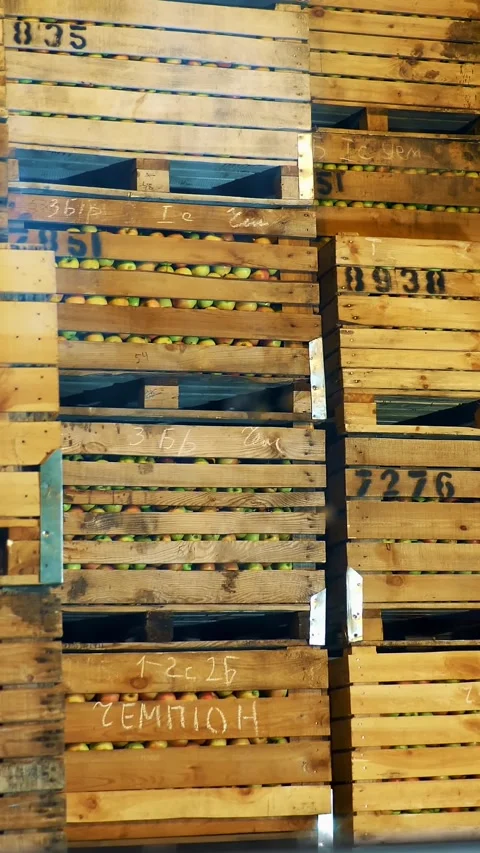 Apple storage. warehouse. stacks of wooden crates with apples in huge airless Stock Footage 309683976