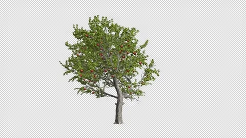 Apple  Strom Stock Footage 296034692