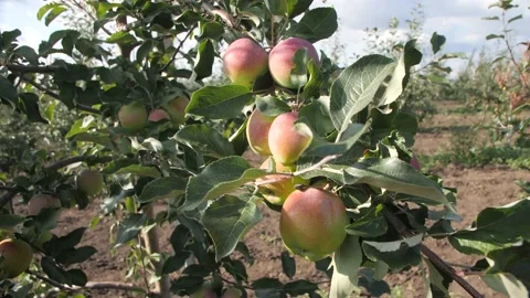 An Apple-Studded Tree Branch in an Intense Garden. Strong Wind. Stock Footage 151387308