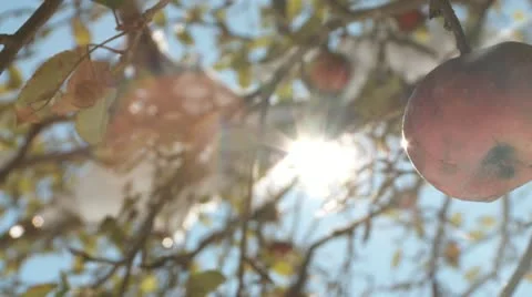 Apple Sunburst 库存影片 11495461