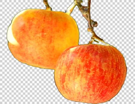 Apple with a transparent background 스톡 사진