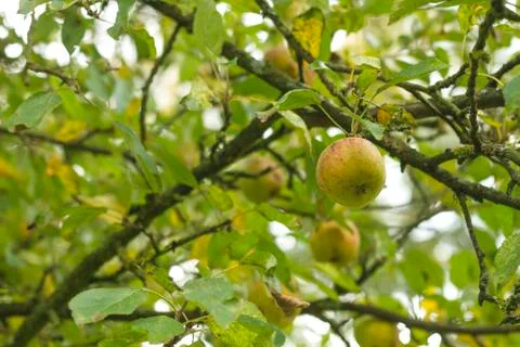 Apple tre close up Stock-Fotos