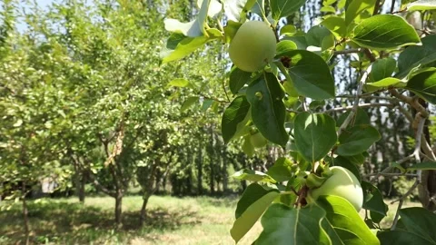 Apple tree 1 스톡 동영상 333144190