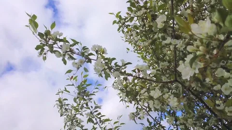 Apple tree 2 Stock Footage 108590609