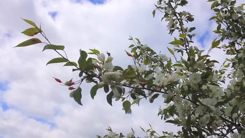 Apple tree 3 Stock Footage 108590617