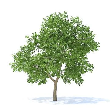 Apple Tree 3D Model 3.7m 3D Model