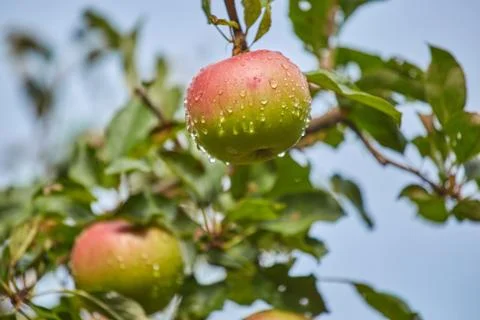 Apple on a tree after rain Stock Photos