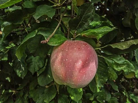 An apple in the tree after the rain 写真素材