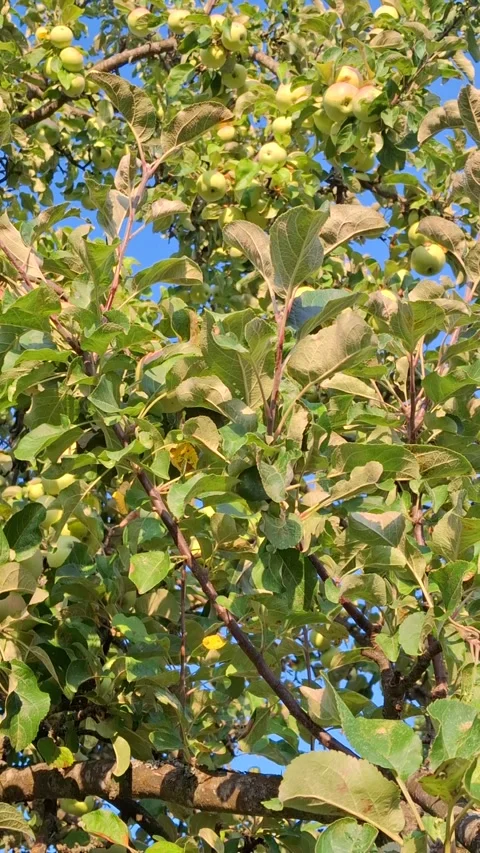 Apple tree against a blue sky Stock-Footage 344479957