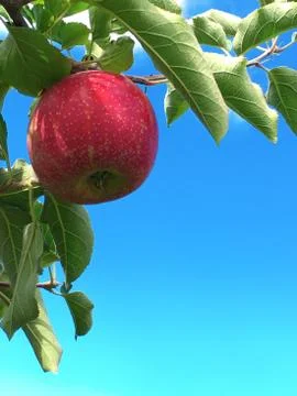 Apple on Tree Against Blue Sky Stock Photos