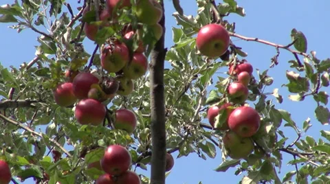 Apple tree against the sky, organic Jonathan fruits, orchard, farm, horticulture Stock Footage 32714383