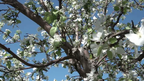 Apple tree against the sky slow Video stock 89656047
