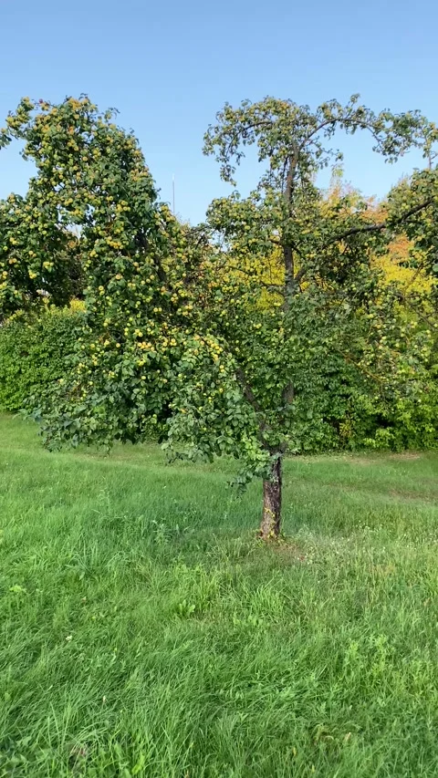 An apple tree among the green grass. Vertical video Stock Footage 283379517