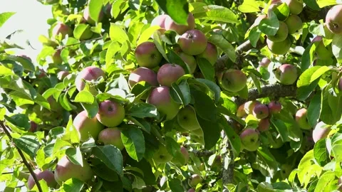 The apple tree and the apples were getting ready Stock Footage 207662287