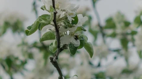 Apple tree and bumblebee Stock Footage 52327074