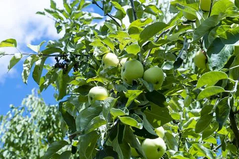 Apple tree and green apple, Green apples on a branch, selective focus Foto stock