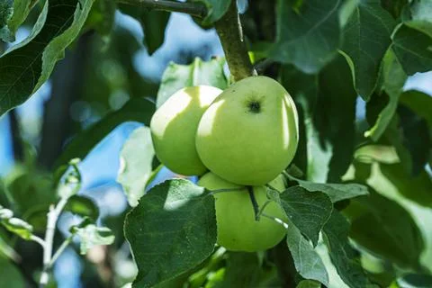 Apple tree and green apple, Green apples on a branch, selective focus Stock Photos